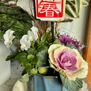 ミニバラ,沈丁花(じんちょうげ),シクラメン ジックス,シクラメン ジックス,花のある暮らしの画像