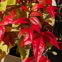 紅葉,オタフクナンテン,オカメナンテン,常緑低木,お多福南天（おたふくなんてん）の画像