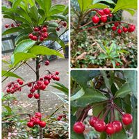 マンリョウ,マンリョウ,今日のお花♡,今日も元気に行きましょう♡,お出かけ先の画像