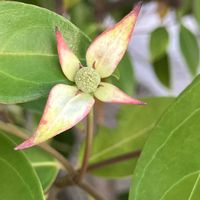 ヤマボウシ,ヤマボウシ,いいねをありがとうございます¨̮♡︎,買い物の帰りにの画像