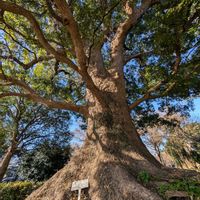 クスノキ,多様性を愛する会,木曜日は木,人に優しくの画像