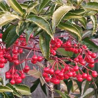 ピラカンサ,マンリョウ,マンリョウ,ピラカンサの実✨,✨今日のお花✨の画像