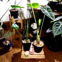 アロカシア・グリーンベルベット,観葉植物チーム,ポコモンの画像