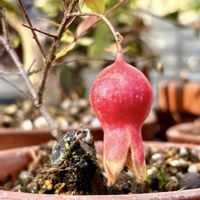 ムラサキシキブ,ヒメザクロ,カラマツ,キンズ,盆栽の画像