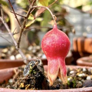 ムラサキシキブ,ヒメザクロ,カラマツ,キンズ,盆栽の画像