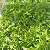 リナリア,リナリア,ビオラ,ビオラ,ビオラの画像