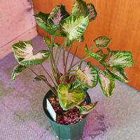 シンゴニウム,観葉植物,ガーデニング,ボタニカルライフ,お庭の植物の画像