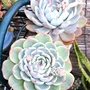 ラウリンゼ,桃太郎,エケベリア属,花芽,植物男子ベランダーの画像