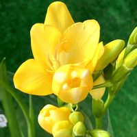 フリージアの画像