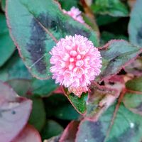 ヒメツルソバ,ヒメツルソバ（ポリゴナム）,ポリゴナム,雑草好き,8日は葉っぱの発表会の画像