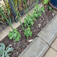 絹さや,サラダほうれん草,宿根バーベナ,カリロファス サニーチャープ,GS映えの画像