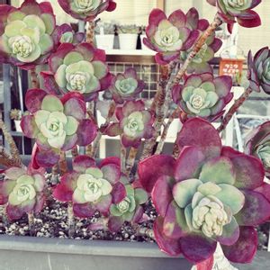 薄化粧,多肉植物,多肉大好き,多肉棚,可愛いの画像