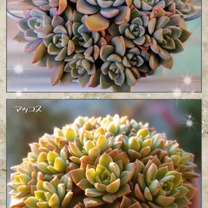 ピンクプリティ,マッコス,多肉植物,育てやすい多肉植物,多肉植物寄せ植えの画像