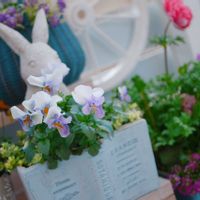 アリッサム,ヘリクリサム,パンジー ローブドゥアントワネット,アネモネ 極,松田プレミアムセレクションの画像