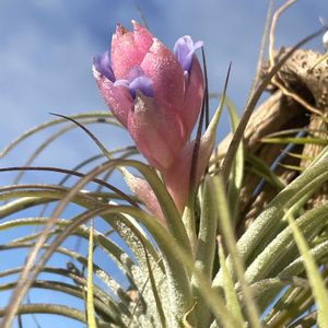 ウメ,チランジア,ハツコイソウ,白梅,梅盆栽の画像