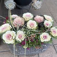 ハボタン,ハボタン,白牡丹,七福神,葉牡丹の画像