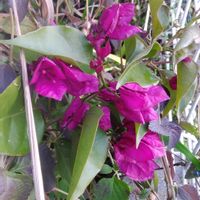 ブーゲンビリアの画像