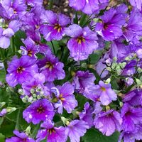 カリブラコア,観葉植物,グリーンのある暮らし,GSのみなさんに感謝♡,小さな幸せ♡の画像