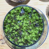 タマゴケ,苔テラリウム,ガラス容器,撒きゴケの画像