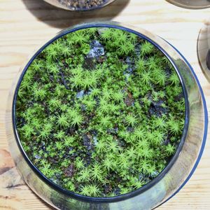 タマゴケ,苔テラリウム,ガラス容器,撒きゴケの画像