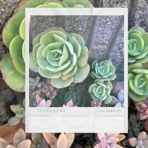 ピーチプリデ,多肉植物,多肉中毒,多肉多肉多肉,多肉のある暮らしの画像