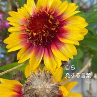 ガイラルディア,花のある暮らしの画像