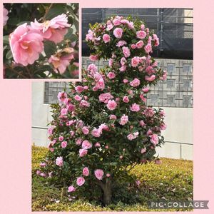 八重のサザンカ,八重サザンカ,もりもり,花言葉,困難に打ち克つの画像