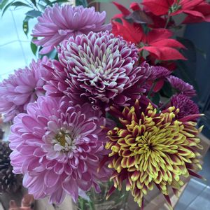 ？はて,？はて,ロサーノシャルロッテ,カリフラワー オレンジブーケ,カリフラワー・バイオレットクインの画像