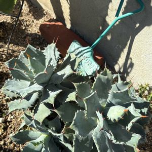 アガベ,屈原の舞扇,no green no life,地植え多肉,冬越し多肉の画像