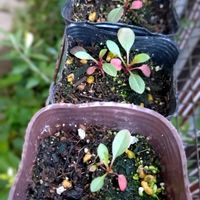 ガウラ,種まきっ子,種まきの画像