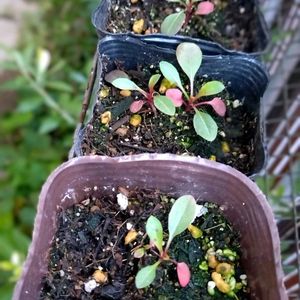 ガウラ,種まきっ子,種まきの画像