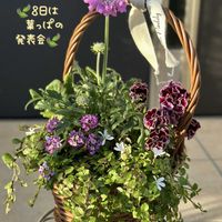 スカビオサ,マンリョウ,プラティア,斑入りマンリョウ,ビオラ アールヌーボーの画像