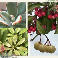 マンリョウ,月兎耳,ホンコンカポック,今日のお花,屋内組の画像