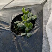 ミソハギ,ヒメイワダレソウ,スナップエンドウ,芽キャベツ,茎ブロッコリーの画像