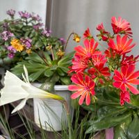 ペンタス,レウィシア,モノフィラスの画像