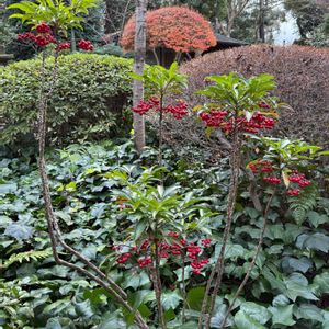 マンリョウ,日本庭園,赤い実,今日のお花,happy♡の画像