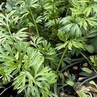 ニゲラ,ニゲラ,ネモフィラ,ネモフィラ,オルレアの画像