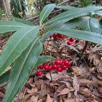 ウメモドキ,マンリョウ,百両,シロミノマンリョウ,シロミノナンテンの画像