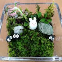 ミニ苔リウム,苔リウム,苔テラリウム,メルカリ購入の画像