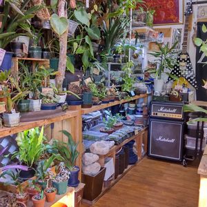 多肉植物,ウラボシ科,ビカクシダ属,食中植物,塊根の画像