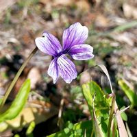 スミレ,散歩道,お写ん歩,植物美の画像