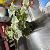 アイビー（ヘデラ）の画像