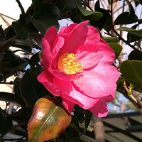 カルミア,カルミア,クマザサ,サザンカ,サザンカの画像