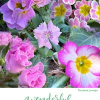 シクラメン,ナデシコ,ガーデンシクラメン,プリムラジュリアン,花のある暮らしの画像