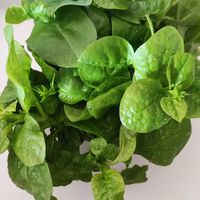 ツルムラサキ,家庭菜園の画像