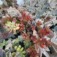 乙女心,胡蝶の舞,胡蝶の舞,虹の玉,おぼろ月の画像