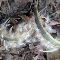 ススキ,トサミズキ,キョウチクトウ,土佐水木,梅の木の画像