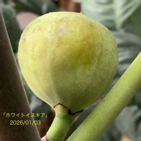 イチジク,いちじく,ホワイトイスキア,室内栽培,鉢栽培の画像