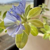 エボルブルス,アメリカンブルー,室内,ブルーの花,ヒルガオ科の画像