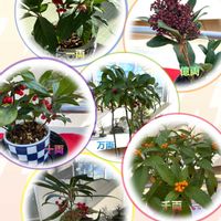 万両,千両,百両,十両,一両の画像